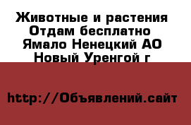 Животные и растения Отдам бесплатно. Ямало-Ненецкий АО,Новый Уренгой г.